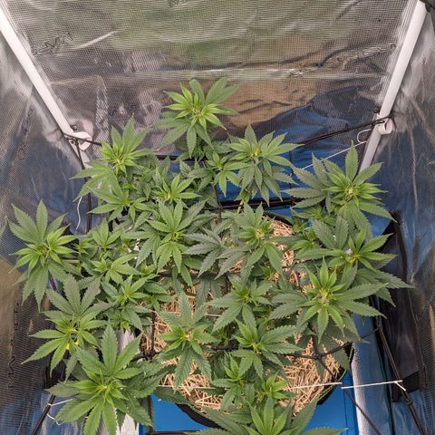 Idiot II growlog timeline photo