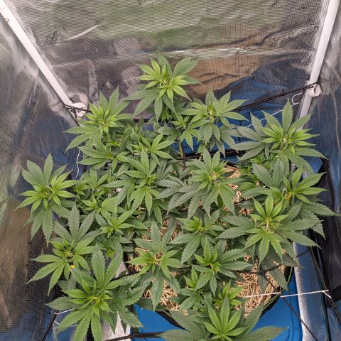 Idiot II growlog timeline photo