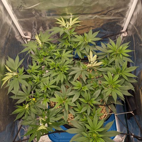 Idiot II growlog timeline photo