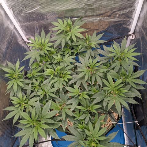 Idiot II growlog timeline photo