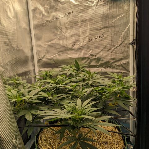 Idiot II growlog timeline photo