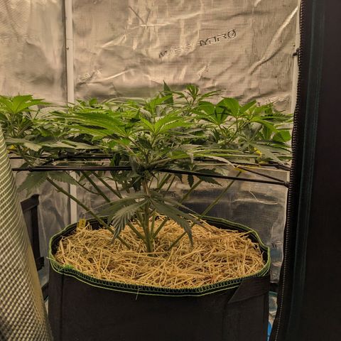 Idiot II growlog timeline photo