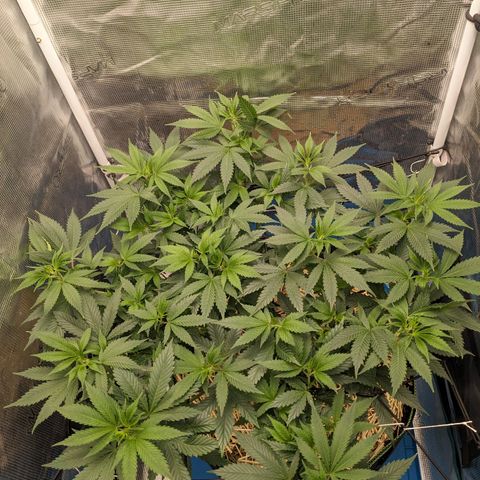 Idiot II growlog timeline photo