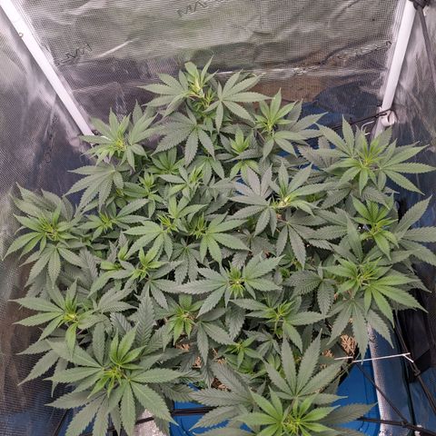 Idiot II growlog timeline photo