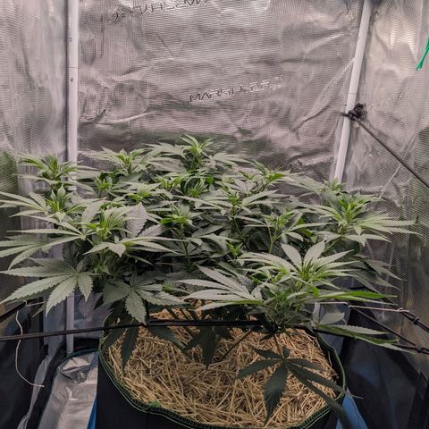 Idiot II growlog timeline photo
