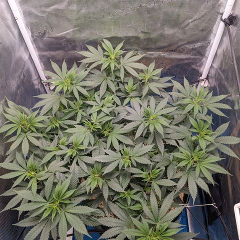Idiot II growlog timeline photo