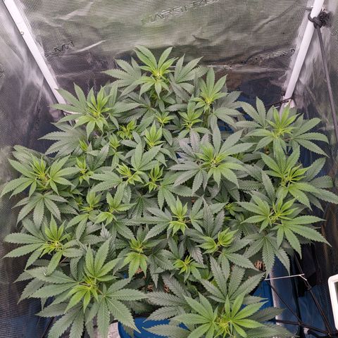 Idiot II growlog timeline photo