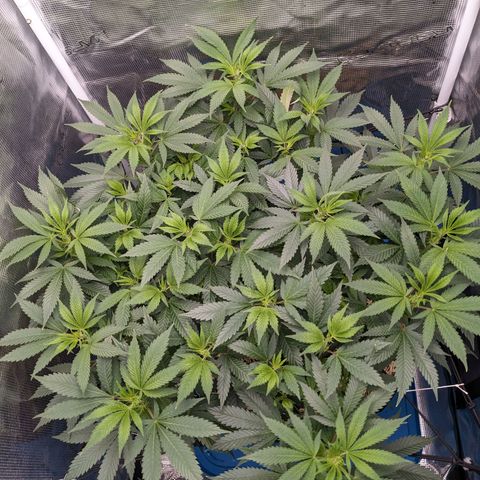 Idiot II growlog timeline photo
