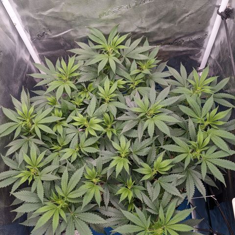 Idiot II growlog timeline photo