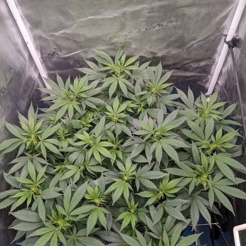 Idiot II growlog timeline photo