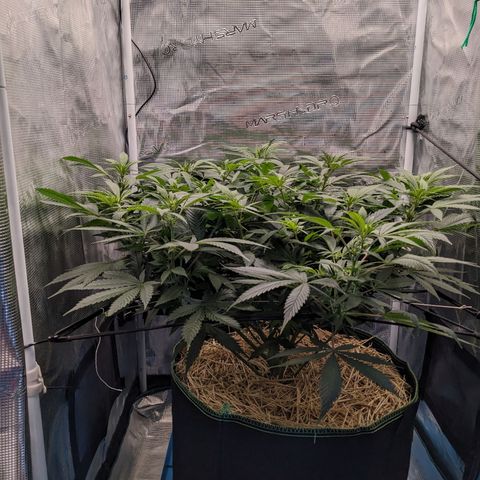 Idiot II growlog timeline photo