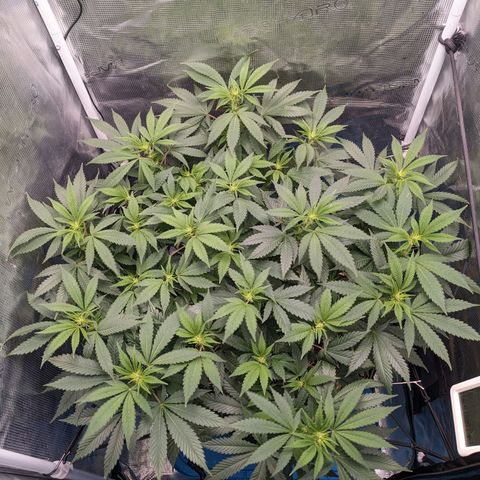 Idiot II growlog timeline photo