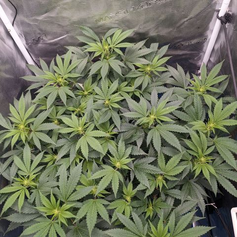 Idiot II growlog timeline photo
