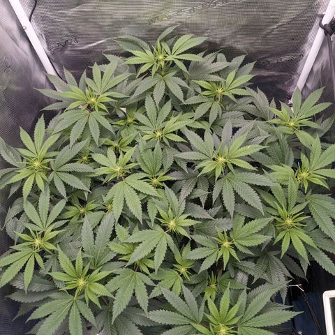 Idiot II growlog timeline photo
