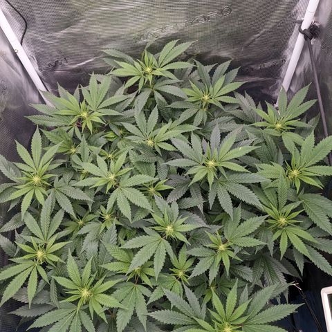 Idiot II growlog timeline photo