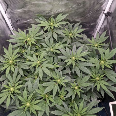 Idiot II growlog timeline photo