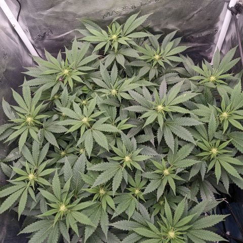 Idiot II growlog timeline photo
