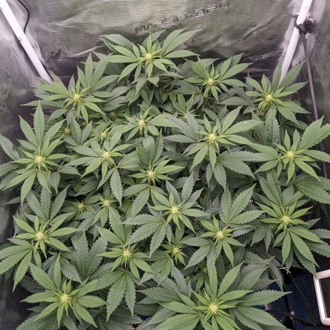 Idiot II growlog timeline photo