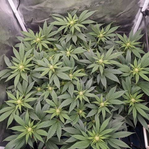 Idiot II growlog timeline photo