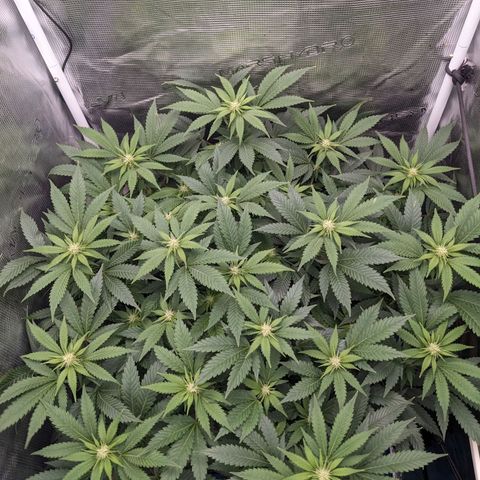 Idiot II growlog timeline photo