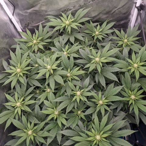 Idiot II growlog timeline photo