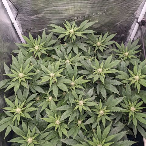 Idiot II growlog timeline photo