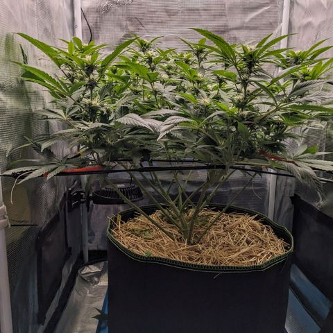 Idiot II growlog timeline photo