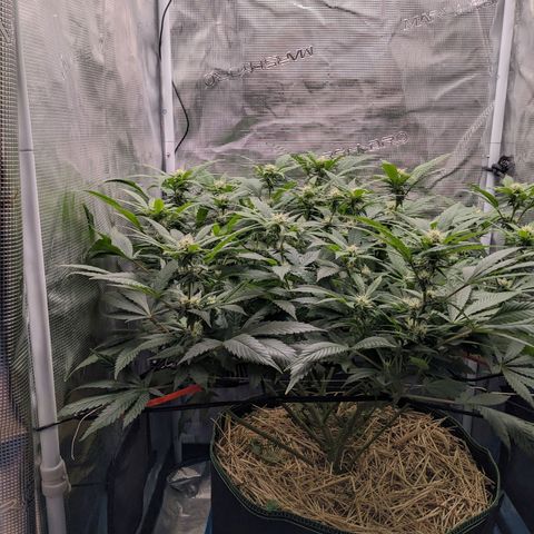 Idiot II growlog timeline photo