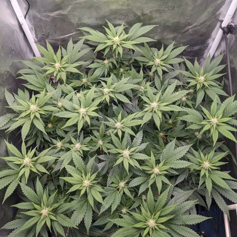 Idiot II growlog timeline photo