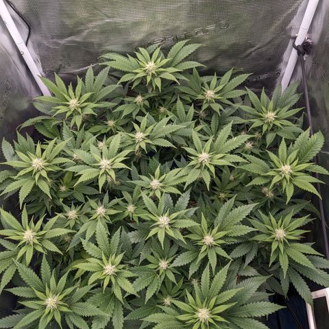 Idiot II growlog timeline photo