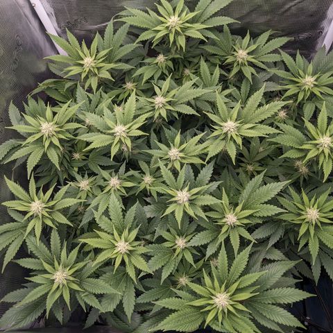 Idiot II growlog timeline photo