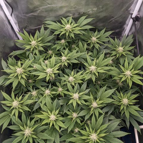 Idiot II growlog timeline photo