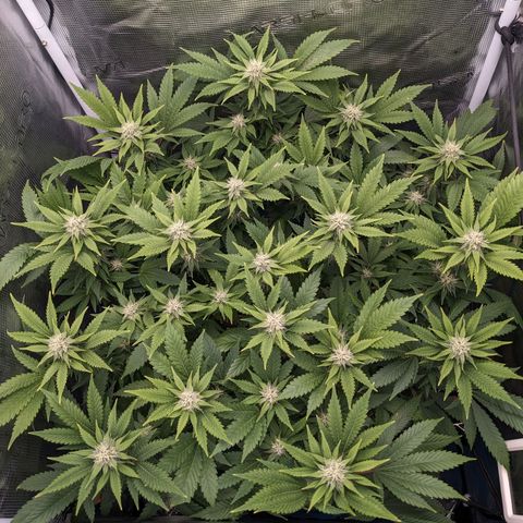 Idiot II growlog timeline photo