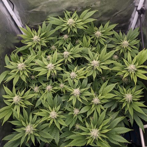 Idiot II growlog timeline photo