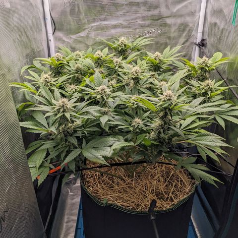 Idiot II growlog timeline photo