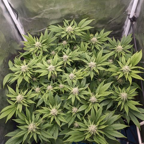Idiot II growlog timeline photo