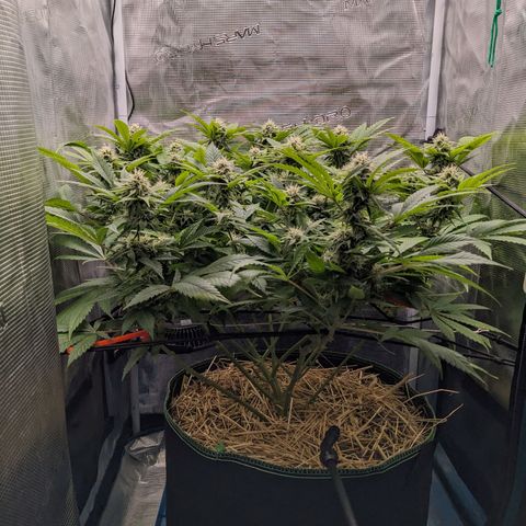 Idiot II growlog timeline photo
