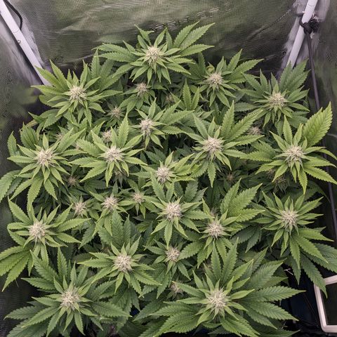 Idiot II growlog timeline photo