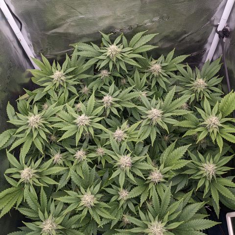 Idiot II growlog timeline photo