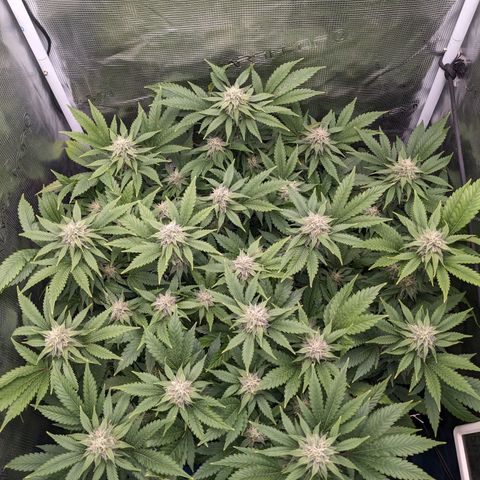 Idiot II growlog timeline photo