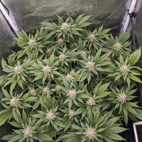Idiot II growlog timeline photo
