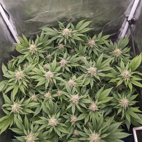 Idiot II growlog timeline photo