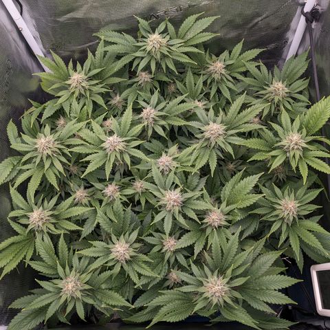 Idiot II growlog timeline photo