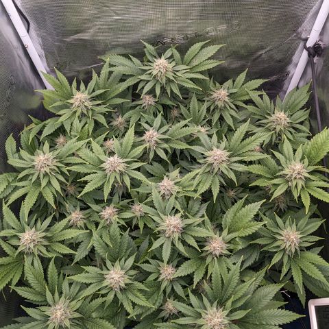 Idiot II growlog timeline photo