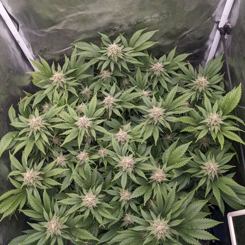 Idiot II growlog timeline photo