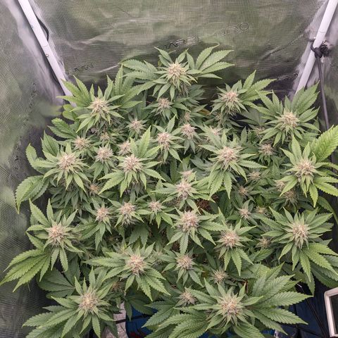 Idiot II growlog timeline photo