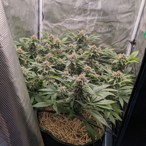 Idiot II growlog timeline photo