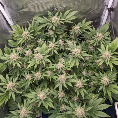 Idiot II growlog timeline photo