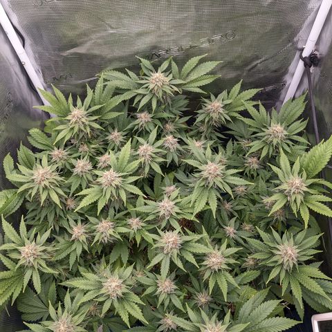 Idiot II growlog timeline photo