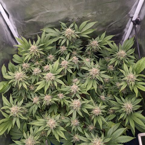 Idiot II growlog timeline photo